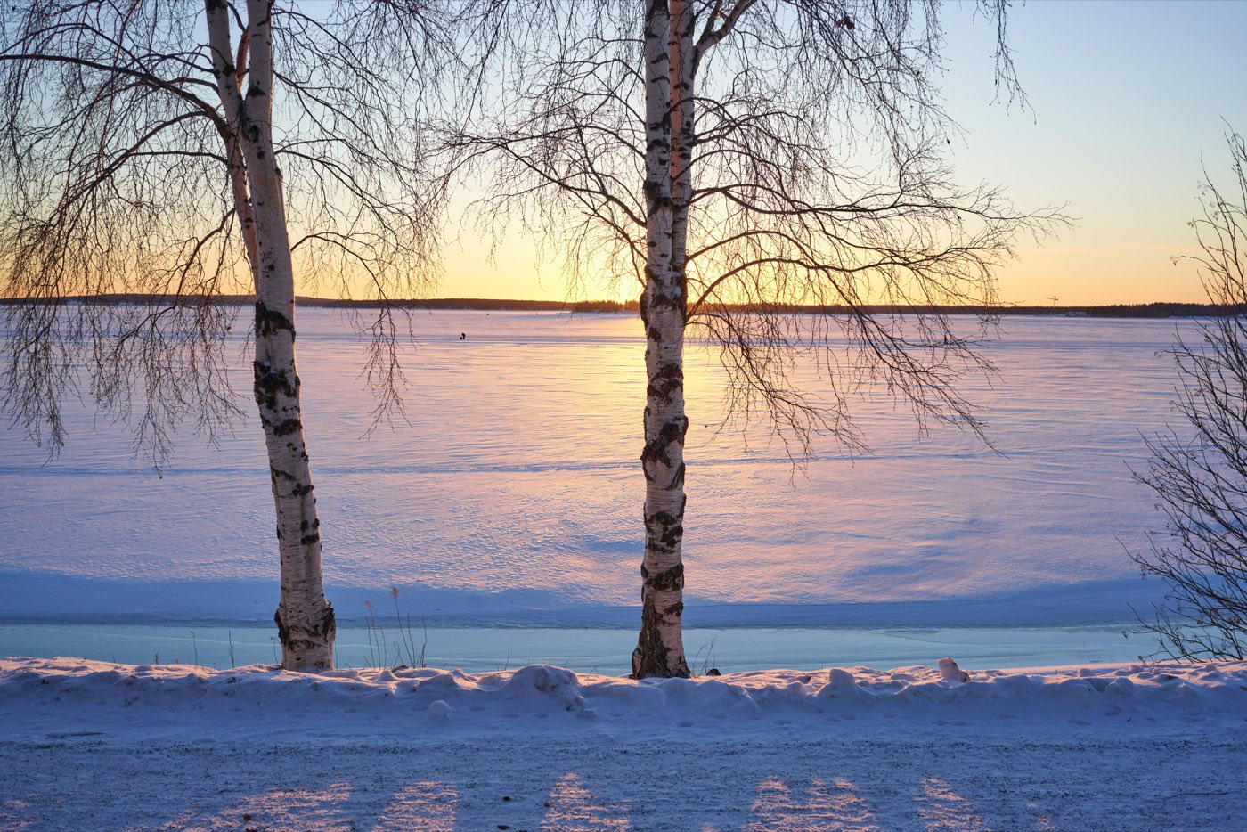 Berkenbomen langs de bevroren baai bij Luleå